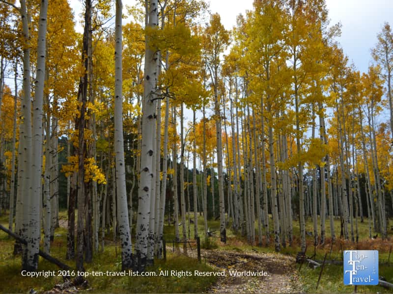 fall-on-the-arizona-trail-in-flagstaff-arizona