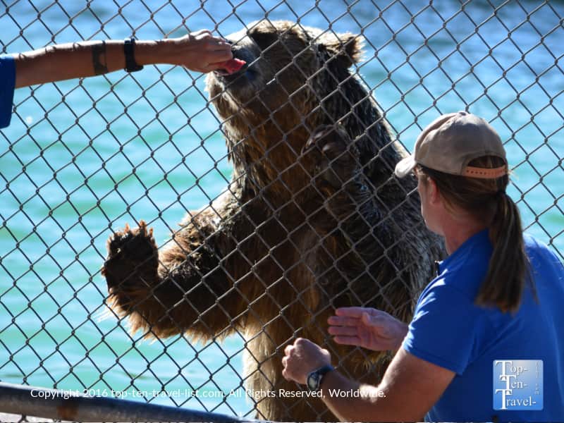 Trainer feeding a grizzly at Out of Africa Wildlife park
