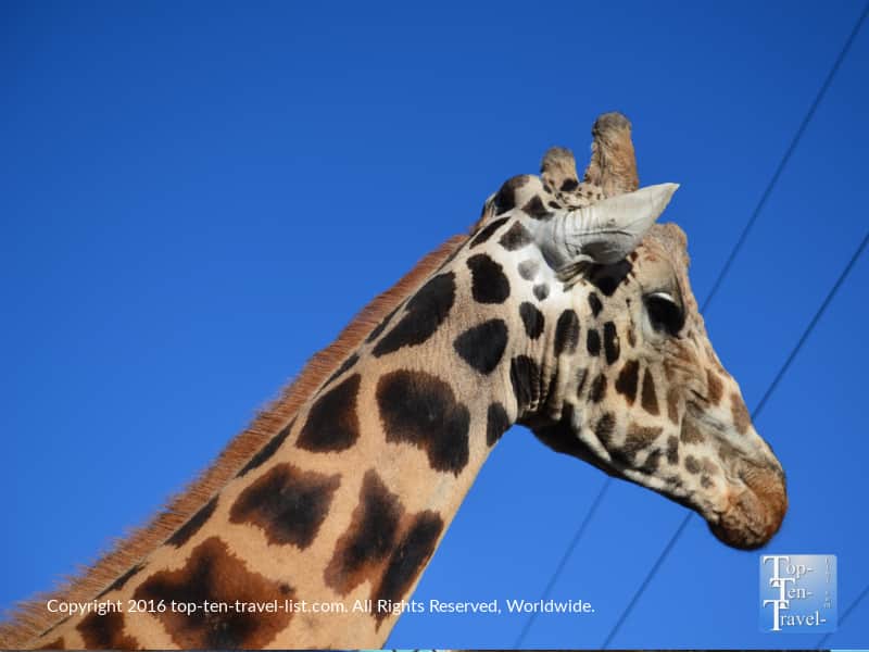 Giraffe at Out of Africa Wildlife Park in Arizona