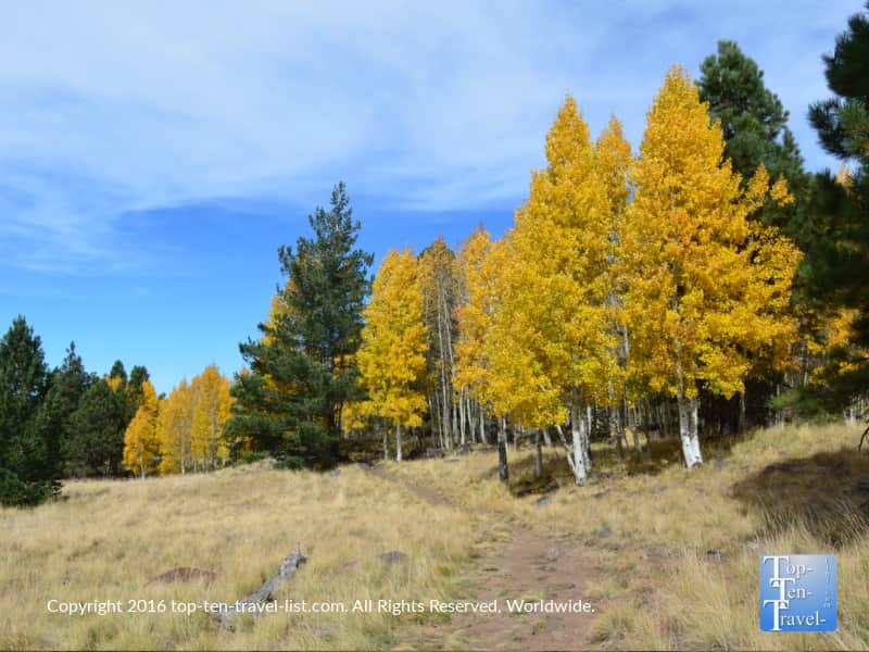 gold-fall-foliage-on-the-aspen-nature-loop-in-flagstaff-az