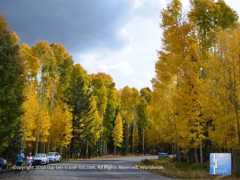 Golden aspens on Snowbowl Rd