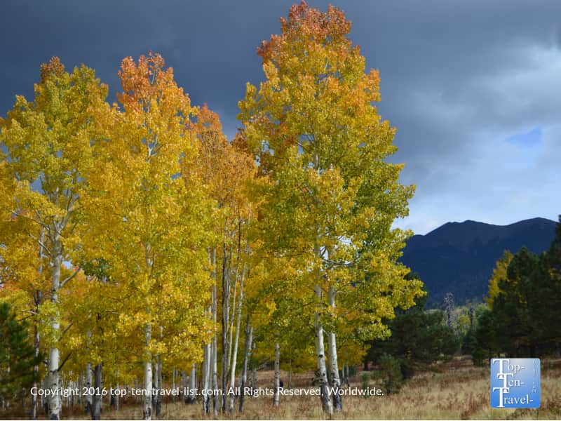 gorgeous-fall-colors-surrounding-the-mountains-in-flagstaff-az