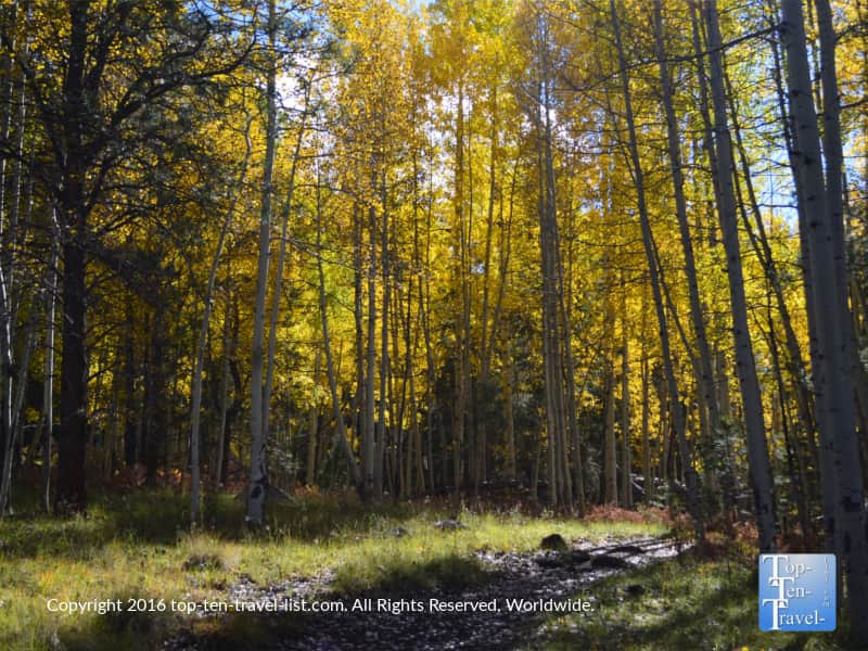 gorgeous-fall-foliage-along-the-veit-springs-trail-in-flagstaff-az