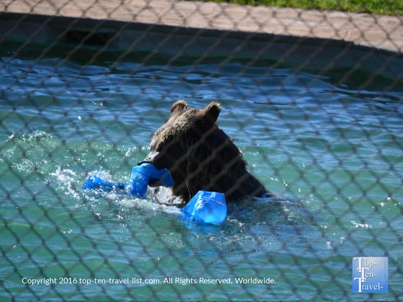 Grizzly playing in the water at Out of Africa Wildlife Park