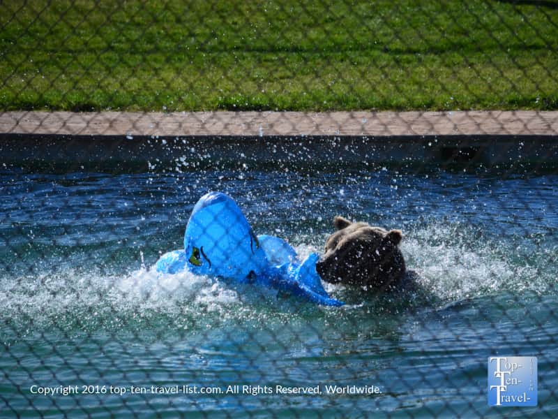 Grizzly playing in the water at Out of Africa Wildlife Park