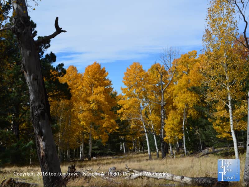 grove-of-golden-aspens-on-the-aspen-nature-loop-in-flagstaff-az
