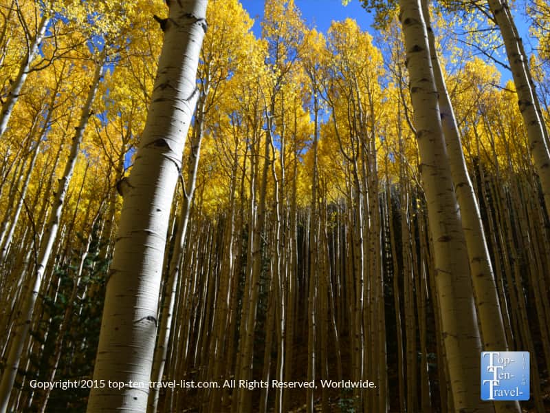 Inner Basin fall foliage in Flagstaff
