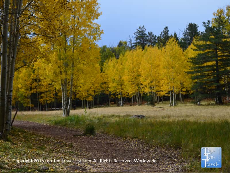 lovely-fall-foliage-on-the-arizona-trail-in-flagstaff-az