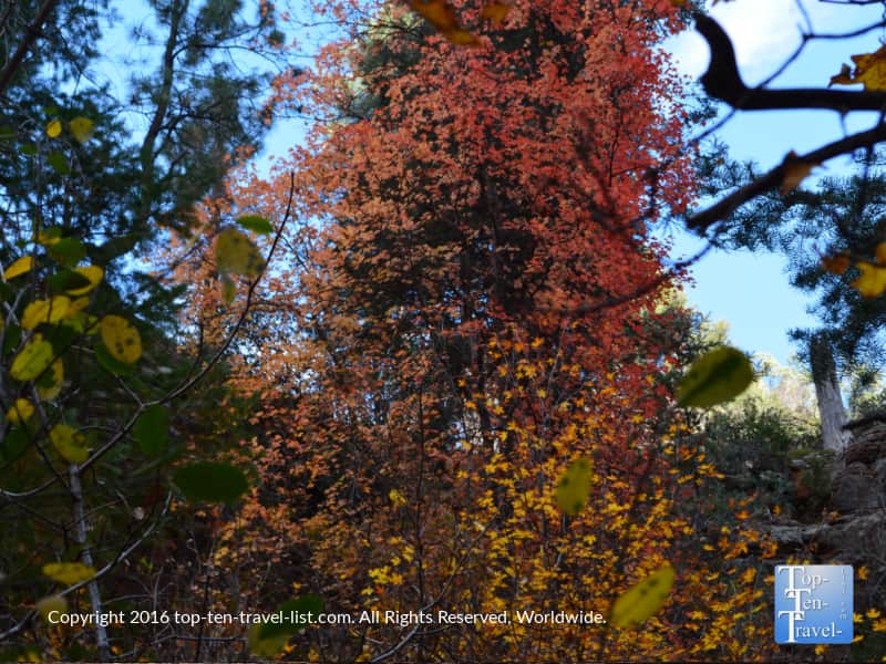 medley-of-fall-colors-on-the-west-fork-trail-in-oak-creek-canyon