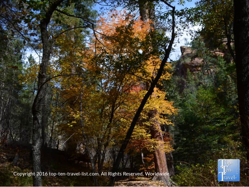 pretty-gold-and-red-foliage-along-the-west-fork-trail-in-oak-creek-canyon