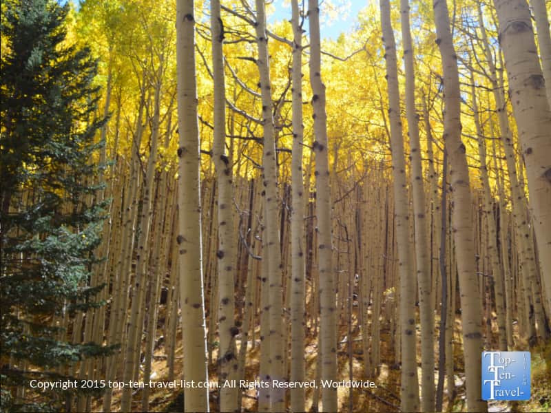 ow-of-bright-apsens-on-inner-basin-trail-in-flagstaff