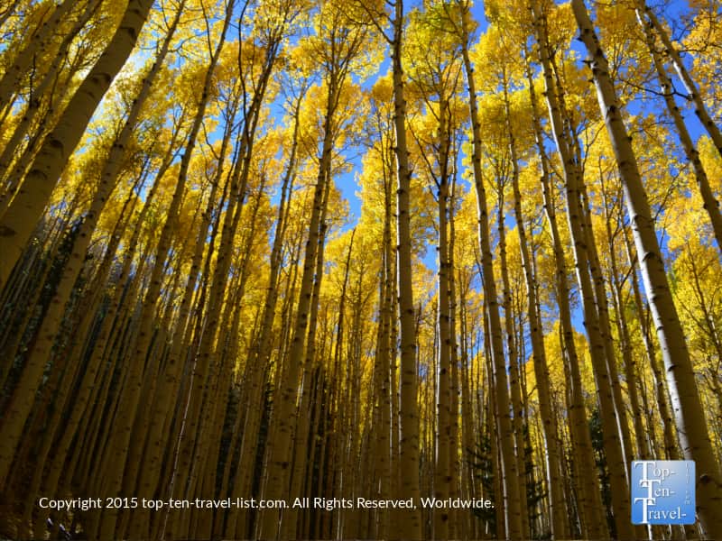 stunning-aspens-on-the-inner-basin-trail-in-flagstaff
