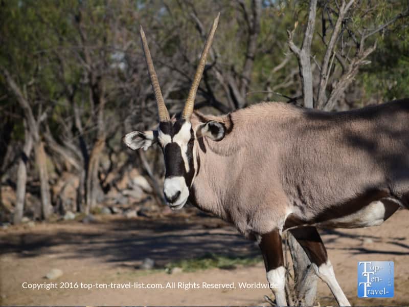 Safari ride animal at Out of Africa Wildlife Park in Arizona
