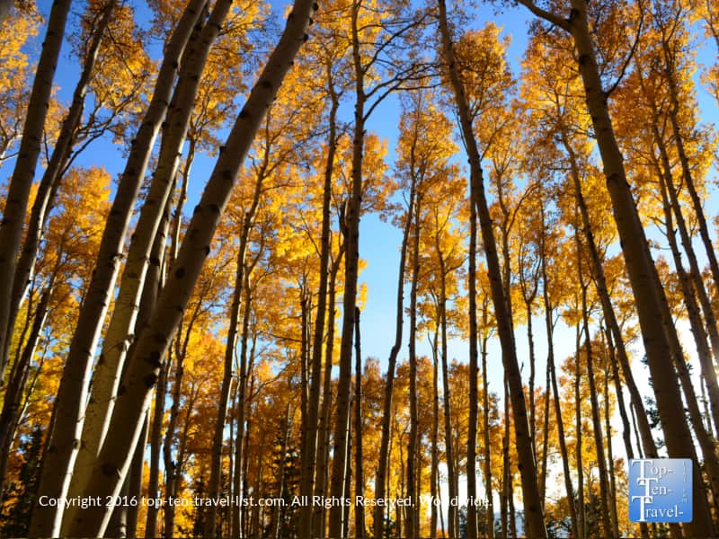 Gold aspens on the Kachina trail in Flagstaff