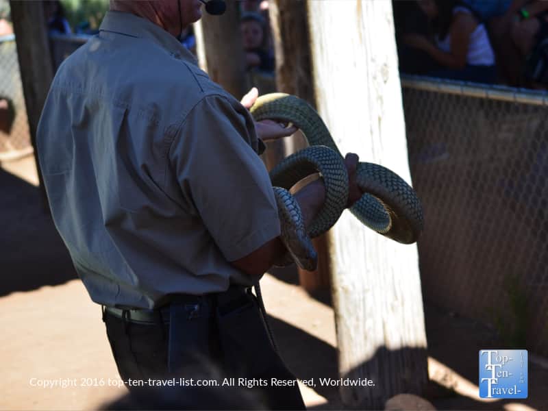 Dean Harrison at Out of Africa Wildlife Park in Arizona 