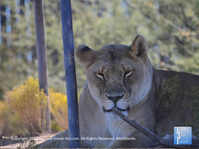 Lion at Out of Africa Wildlife Park in Arizona