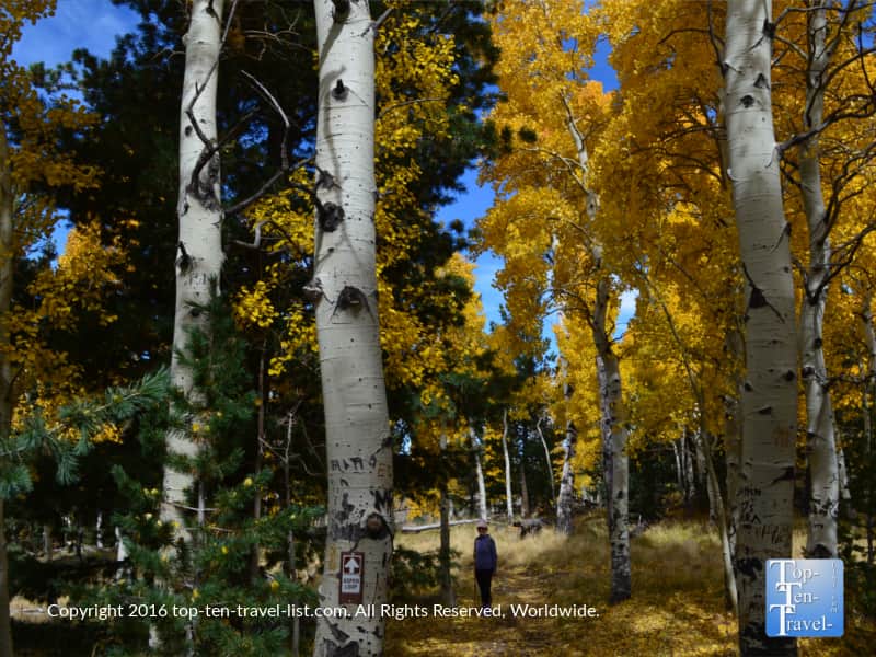 standing-in-towering-golden-aspens-on-the-aspen-nature-loop-in-flagstaff-az