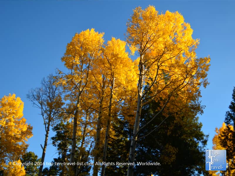 super-bright-golden-aspen-on-the-kachina-trail-in-flagstaff-az