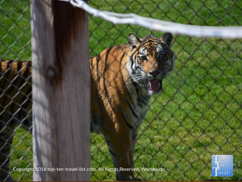 Tiger at Out of Africa Wildlife Park