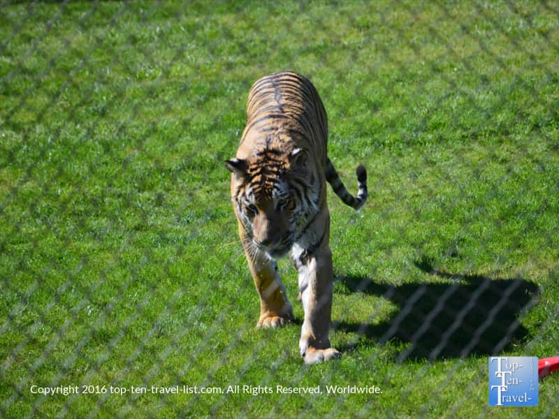 Tiger at Out of Africa Wildlife Park