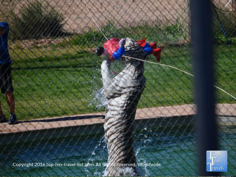 Tiger Splash show at Out of Africa Wildlife park