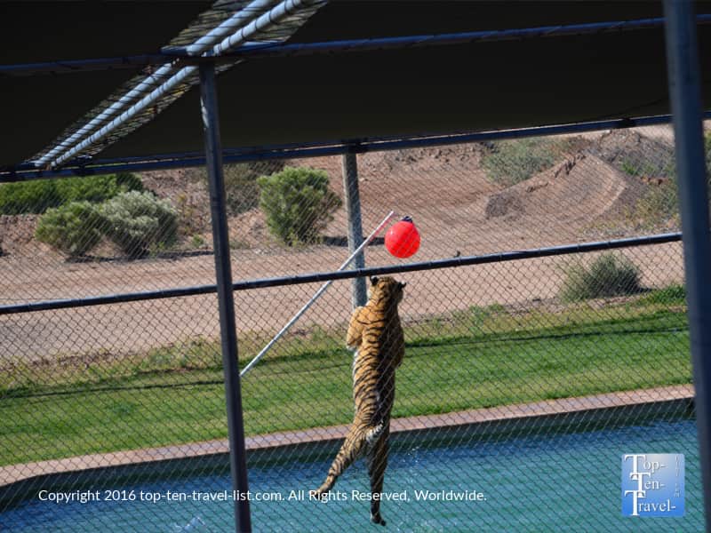 Tiger playing with a toy at Out of Africa Wildlife Park