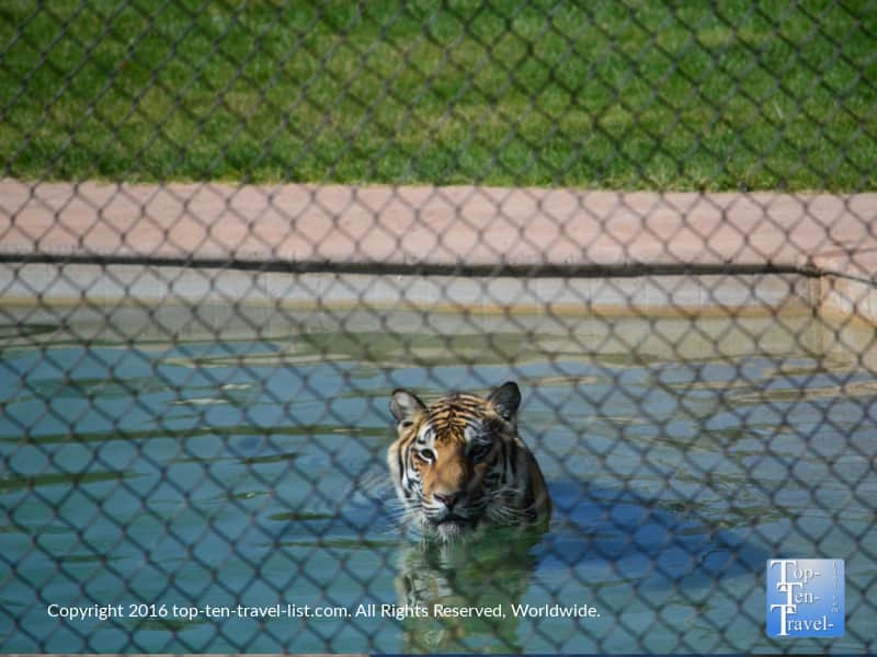 Tiger at Out of Africa Wildlife Park in Camp Verde, Arizona