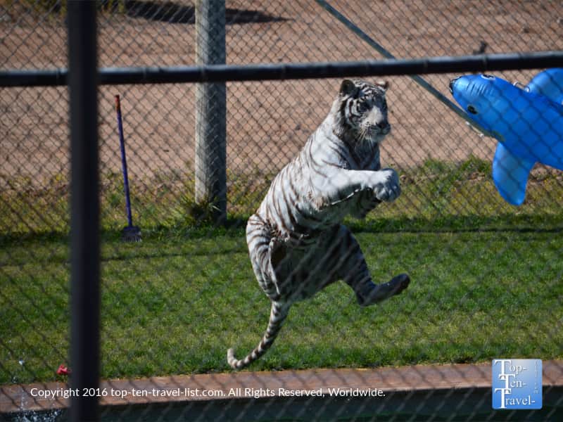 Tiger Splash show at Out of Africa Wildlife Park