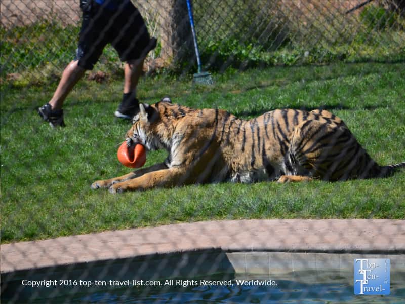 Tiger playing with a toy at the Out of Africa Wildlife Park