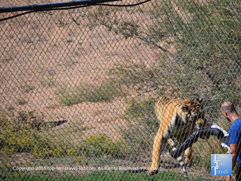 Tiger interacting with trainer at Out of Africa Wildlife Park