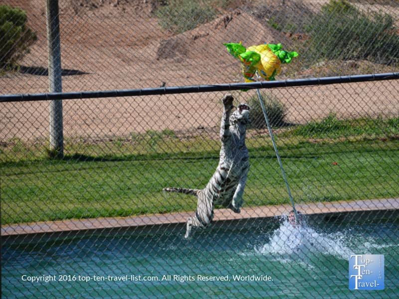 Tiger reaching out for a toy at the Out of Africa Wildlife Park
