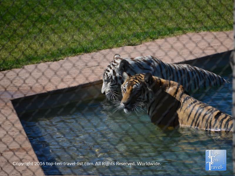 Tiger Splash show at Out of Africa Wildlife Park