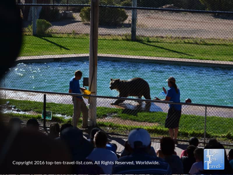 Trainers working with grizzlies at Out of Africa Wildlife Park