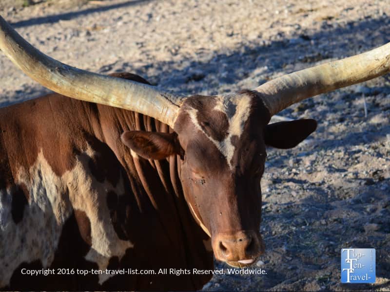 Watusi at Out of Africa Wildlife Park in Arizona