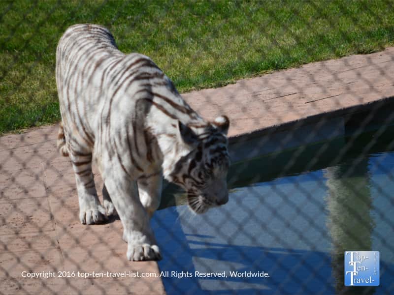 Tiger thinking of going into the water during the Tiger Splash show at Out of Africa Wildlife park
