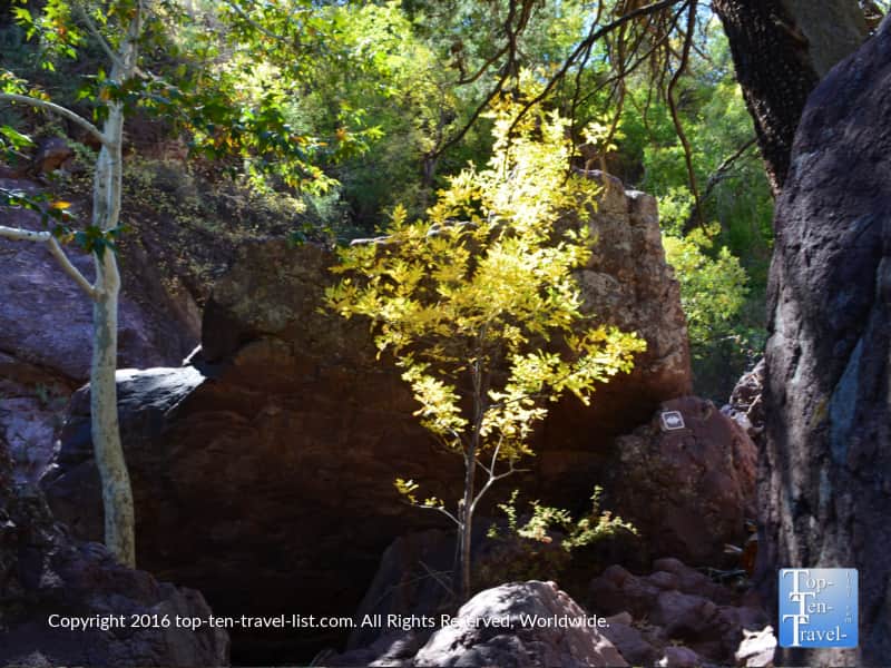 Yellow fall foliage at Tonto Natural Bridge State Park