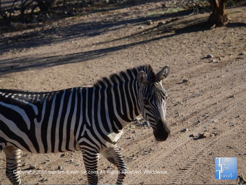 Zebra at Out of Africa Wildlife Park in Arizona