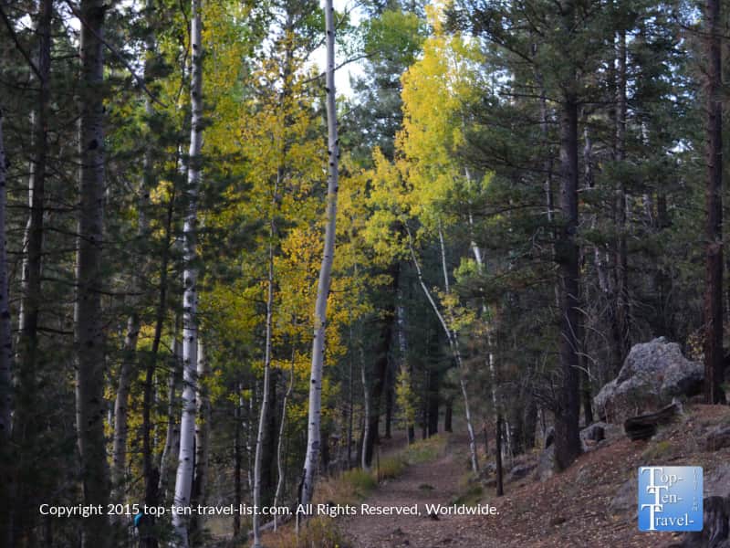 Pretty fall foliage along the quiet Veit Springs trail in Flagstaff, Arizona