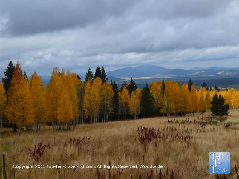Golden aspen trees on the Aspen Nature Loop in Flagstaff, Arizona