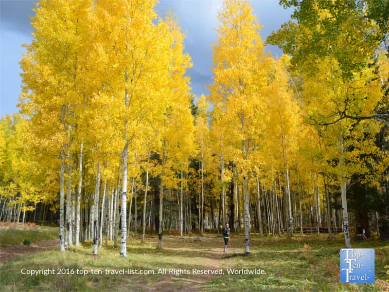 striking-yellow-foliage-at-aspen-corner-in-flagstaff