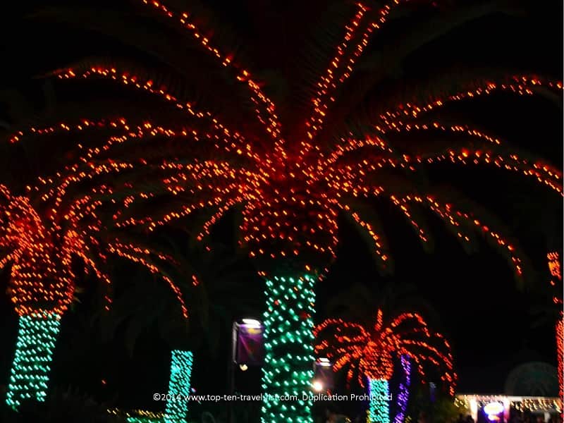 Palm trees decorated for Christmas at Florida Botanical Gardens in Tampa, Florida 