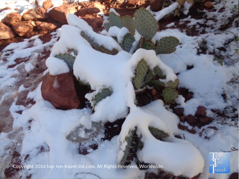 A prickly pear cactus topped with snow in Sedona