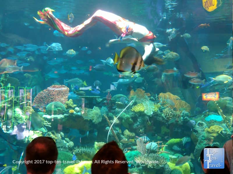 Mermaid show at the Silverton Aquarium in Las Vegas