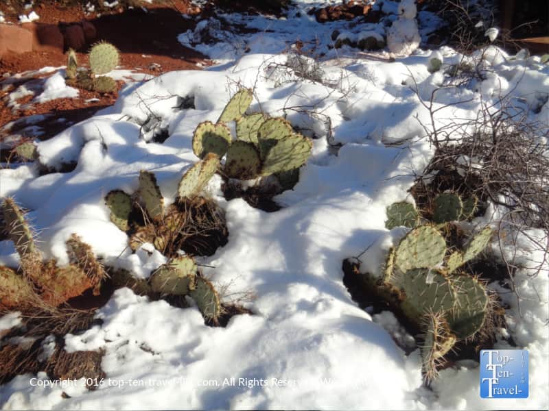 Prickly pear cactuses in the snow in Sedona