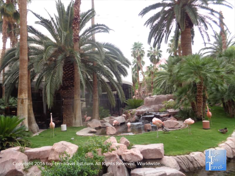 The free flamingo wildlife habitat at the Flamingo in Las Vegas NV