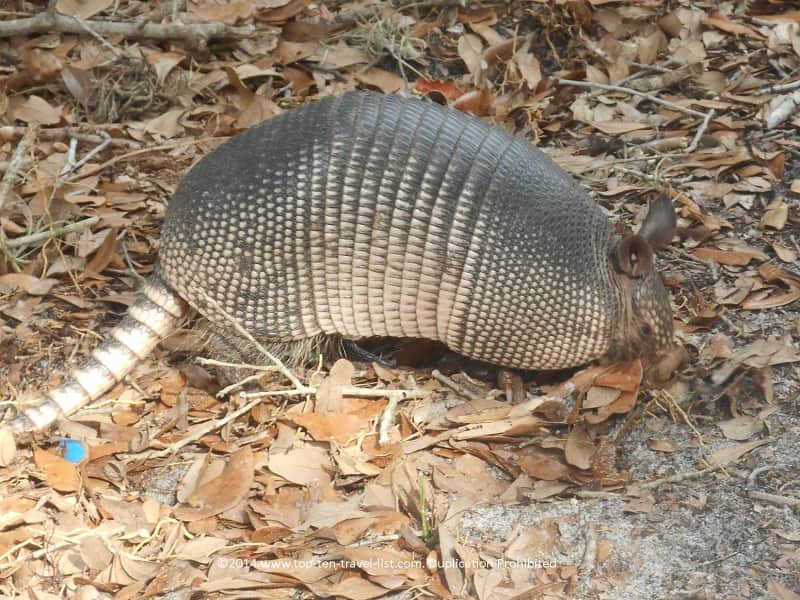 Armadillo sighting at Weedon Island Preserve in St. Petersburg, Florida