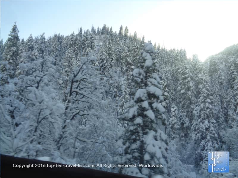 Snow covered pines on Oak Creek Canyon in Flagstaff