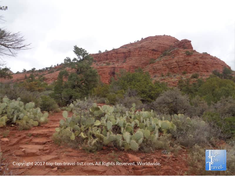 Prickly pear cactus along the Teacup trail in Sedona AZ