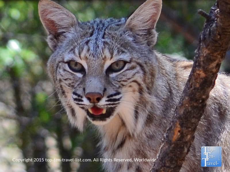 Bobcat at Bearizona in Williams, Arizona
