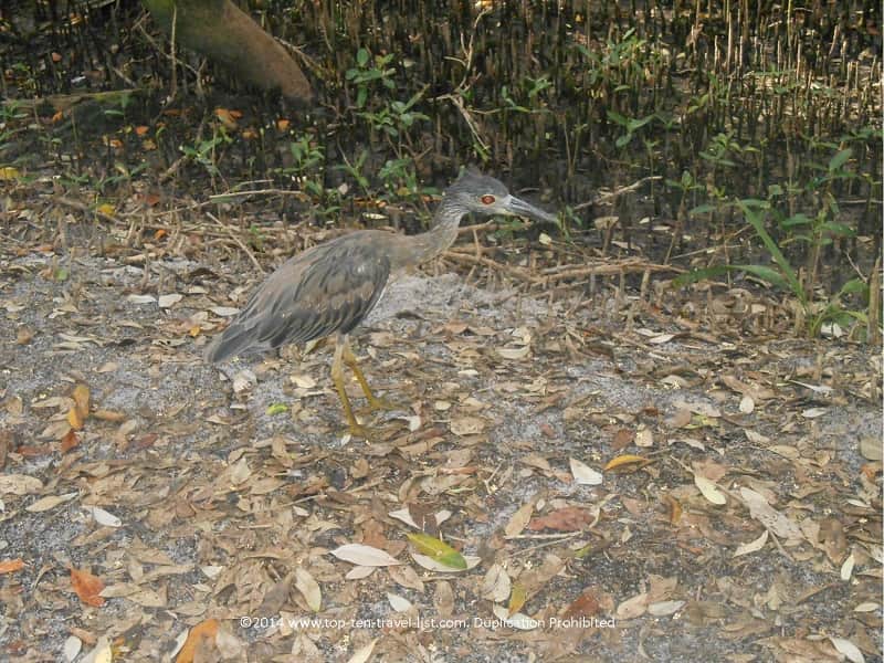 Bird watching at Weedon Island Preserve in St. Petersburg, Florida